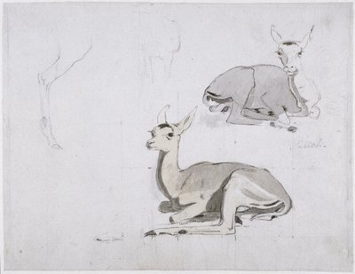 Studies of young Pallah Deer Resting by Samuel Daniell